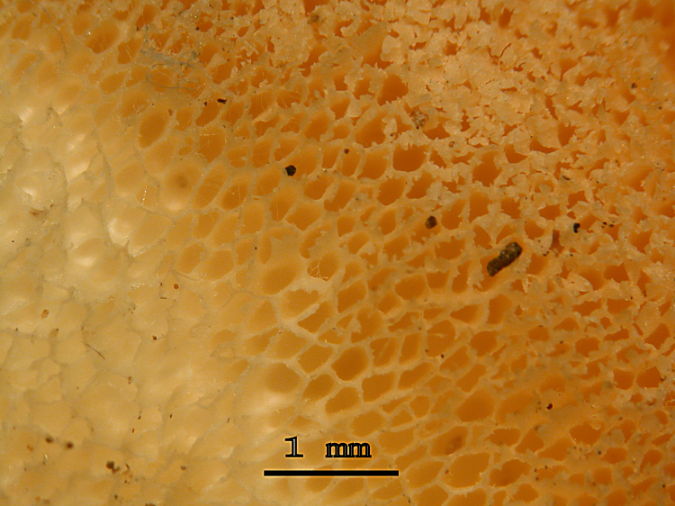 Aiuto su 2 specie - Ritr. 2 (Tyromyces chioneus)